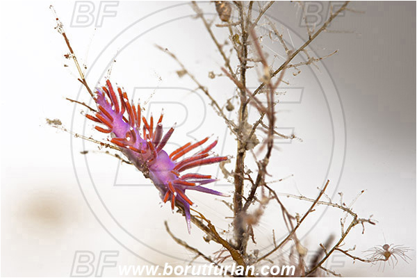 Piran, Slovenia, Adriatic sea, Mediterranean sea, Edmundsella pedata, Edmundsella, Flabellinidae, Violet Flabellina, Nudibranch, Sea slug, Gastropoda, Mollusca, White background