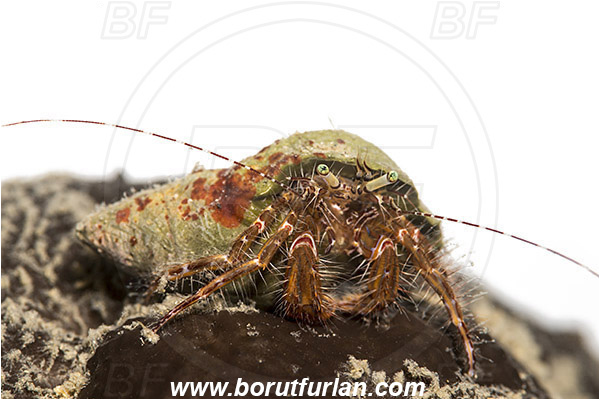 Piran, Slovenia, Adriatic sea, Mediterranean sea, Pagurus anachoretus, Pagurus, Paguridae, Crustacea, Crustacean, Long-armed Hermit Crab, Hermit crab, Crab, White background
