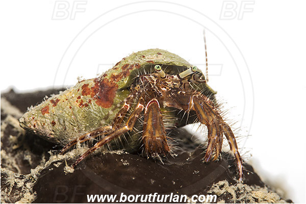 Piran, Slovenia, Adriatic sea, Mediterranean sea, Pagurus anachoretus, Pagurus, Paguridae, Crustacea, Crustacean, Long-armed Hermit Crab, Hermit crab, Crab, White background