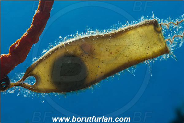 Island Murter, Croatia, Adriatic sea, Mediterranean sea, Scyliorhinus sp., Scyliorhinus, Scyliorhinidae, Catshark