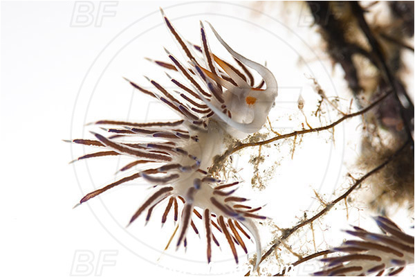 Island Murter, Croatia, Adriatic sea, Mediterranean sea, Cratena peregrina, Cratena, Facelinidae, Tricolor nudibranch, Nudibranch, Sea slug, Gastropoda, Mollusca, White background