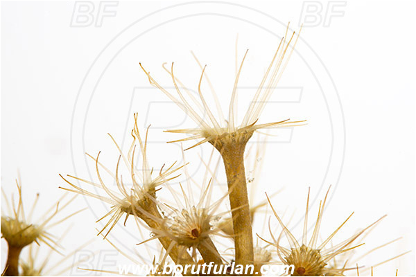 Island Murter, Croatia, Adriatic sea, Mediterranean sea, Parazoanthus axinellae, Parazoanthus, Parazoanthidae, Yellow cluster anemone, Anemone, Anthozoa, Cnidaria, Cnidarian, Abstract, White background