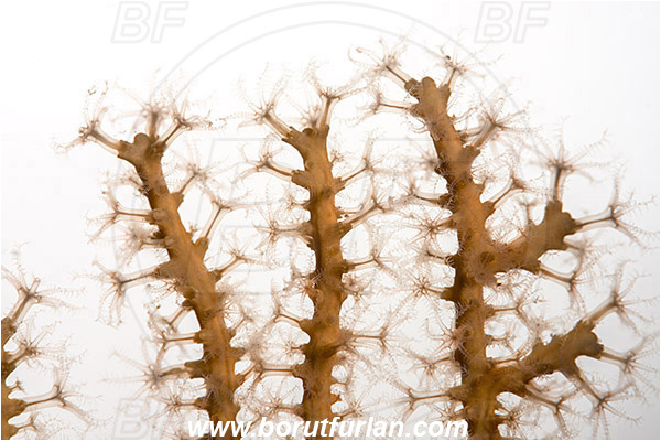 Island Murter, Croatia, Adriatic sea, Mediterranean sea, Eunicella cavolini, Eunicella, Gorgoniidae, Yellow gorgonian, Sea fan, Coral, Cnidaria, Cnidarian, Abstract, White background