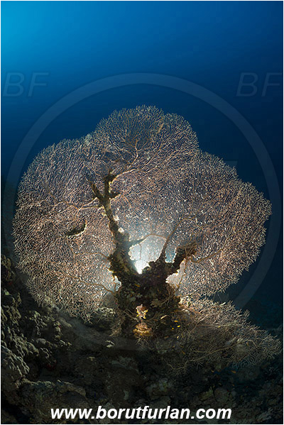 Marsa Shagra, Marsa Alam, Egypt, Red sea, Annella mollis, Annella, Subergorgiidae, Gorgonian Sea Fan, Giant Sea Fan, Gorgonia, Anthozoa, Cnidaria, Cnidarian, Reef, Backlight, Backlit