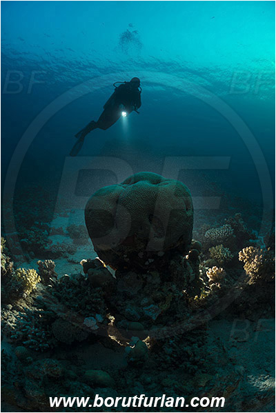 Marsa Shagra, Marsa Alam, Egypt, Red sea, Platygyra sp., Platygyra, Meandrinidae, Brain coral, Coral, Hard coral, Cnidaria, Cnidarian, Reef, Backlight, Backlit, Diver