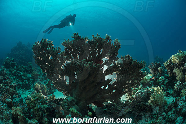 Marsa Shagra, Marsa Alam, Egypt, Red sea, Acropora sp., Acropora, Acroporidae, Anthozoa, Cnidaria, Cnidarian, Acropora hard coral, Coral, Reef, Backlight, Backlit, Diver