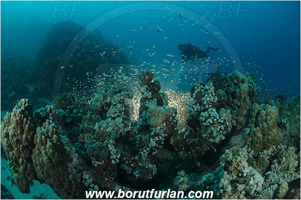 Marsa Shagra, Marsa Alam, Egypt, Red sea, Parapriacanthus ransonneti, Parapriacanthus, Pempheridae, Glassfish, Glassy sweeper, Sweeper, Fish, Fish school, Reef, Backlight, Backlit, Diver