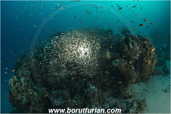 Marsa Shagra, Marsa Alam, Egypt, Red sea, Parapriacanthus ransonneti, Parapriacanthus, Pempheridae, Glassfish, Glassy sweeper, Sweeper, Fish, Fish school, Reef, Backlight, Backlit