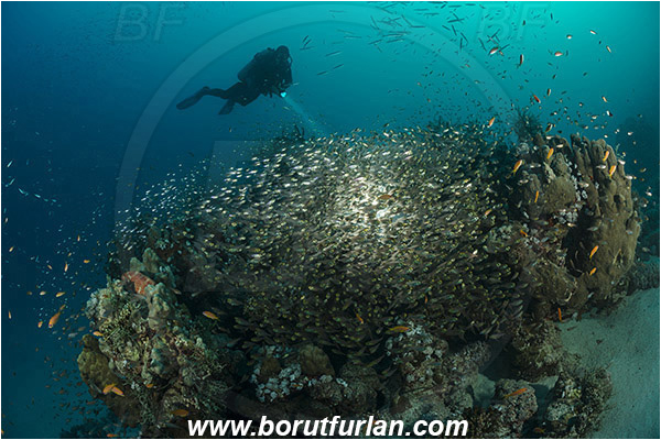 Marsa Shagra, Marsa Alam, Egypt, Red sea, Parapriacanthus ransonneti, Parapriacanthus, Pempheridae, Glassfish, Glassy sweeper, Sweeper, Fish, Fish school, Reef, Backlight, Backlit, Diver