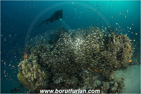 Marsa Shagra, Marsa Alam, Egypt, Red sea, Parapriacanthus ransonneti, Parapriacanthus, Pempheridae, Glassfish, Glassy sweeper, Sweeper, Fish, Fish school, Reef, Backlight, Backlit, Diver