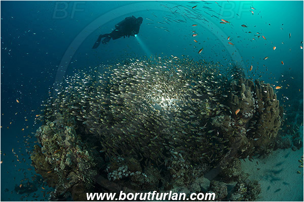 Marsa Shagra, Marsa Alam, Egypt, Red sea, Parapriacanthus ransonneti, Parapriacanthus, Pempheridae, Glassfish, Glassy sweeper, Sweeper, Fish, Fish school, Reef, Backlight, Backlit, Diver