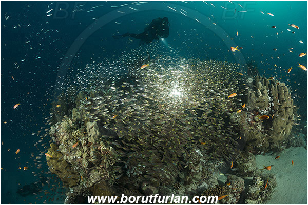 Marsa Shagra, Marsa Alam, Egypt, Red sea, Parapriacanthus ransonneti, Parapriacanthus, Pempheridae, Glassfish, Glassy sweeper, Sweeper, Fish, Fish school, Reef, Backlight, Backlit, Diver
