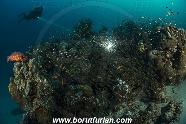 Marsa Shagra, Marsa Alam, Egypt, Red sea, Parapriacanthus ransonneti, Parapriacanthus, Pempheridae, Glassfish, Glassy sweeper, Sweeper, Fish, Fish school, Reef, Backlight, Backlit, Diver, Cephalopholis miniata, Cephalopholis, Serranidae, Coral grouper, Grouper