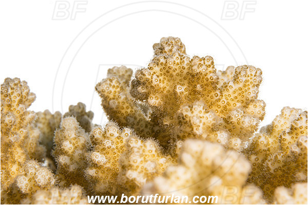 Marsa Shagra, Marsa Alam, Egypt, Red sea, Anthozoa, Cnidaria, Cnidarian, Stone Coral, Coral, Abstract, White background