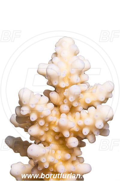 Marsa Shagra, Marsa Alam, Egypt, Red sea, Anthozoa, Cnidaria, Cnidarian, Stone Coral, Coral, Abstract, White background