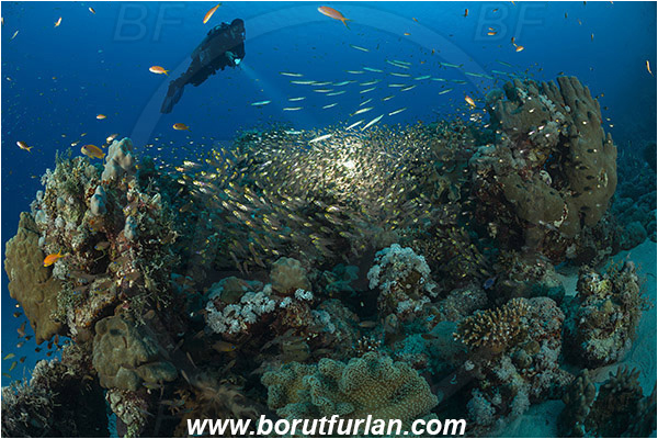 Marsa Shagra, Marsa Alam, Egypt, Red sea, Parapriacanthus ransonneti, Parapriacanthus, Pempheridae, Glassfish, Glassy sweeper, Sweeper, Fish, Fish school, Reef, Backlight, Backlit, Diver
