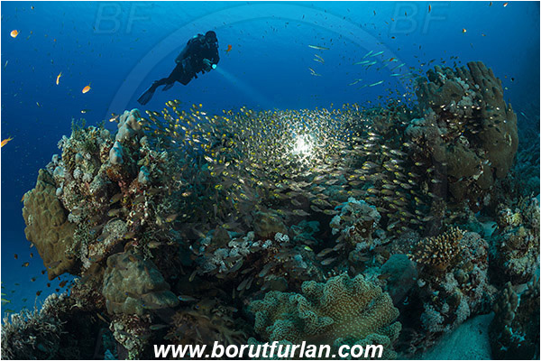 Marsa Shagra, Marsa Alam, Egypt, Red sea, Parapriacanthus ransonneti, Parapriacanthus, Pempheridae, Glassfish, Glassy sweeper, Sweeper, Fish, Fish school, Reef, Backlight, Backlit, Diver