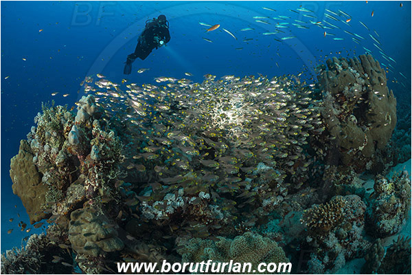 Marsa Shagra, Marsa Alam, Egypt, Red sea, Parapriacanthus ransonneti, Parapriacanthus, Pempheridae, Glassfish, Glassy sweeper, Sweeper, Fish, Fish school, Reef, Backlight, Backlit, Diver