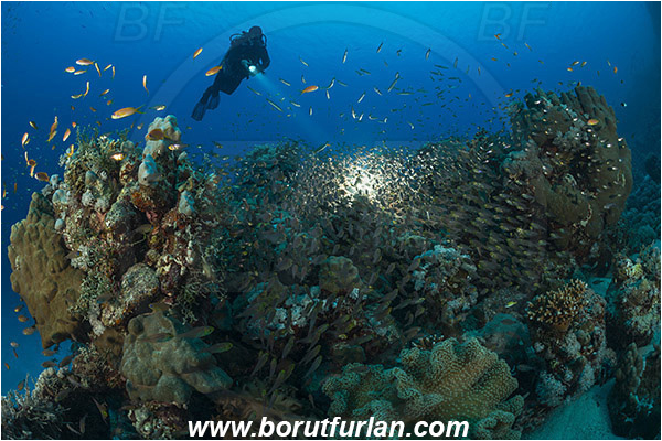 Marsa Shagra, Marsa Alam, Egypt, Red sea, Parapriacanthus ransonneti, Parapriacanthus, Pempheridae, Glassfish, Glassy sweeper, Sweeper, Fish, Fish school, Reef, Backlight, Backlit, Diver