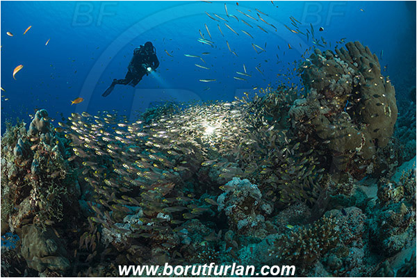 Marsa Shagra, Marsa Alam, Egypt, Red sea, Parapriacanthus ransonneti, Parapriacanthus, Pempheridae, Glassfish, Glassy sweeper, Sweeper, Fish, Fish school, Reef, Backlight, Backlit, Diver