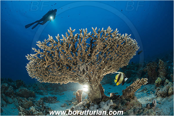 Marsa Shagra, Marsa Alam, Egypt, Red sea, Acropora hyacinthus, Acropora, Acroporidae, Anthozoa, Cnidaria, Cnidarian, Acropora hard coral, Coral, Reef, Backlight, Backlit, Diver