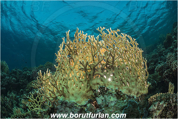 Marsa Shagra, Marsa Alam, Egypt, Red sea, Millepora dichotoma, Millepora, Milleporidae, Hydrozoa, Cnidaria, Cnidarian, Net fire coral, Fire coral, Reef, Backlight, Backlit