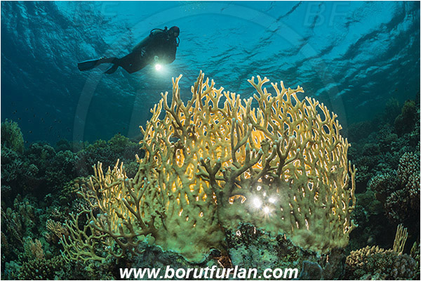 Marsa Shagra, Marsa Alam, Egypt, Red sea, Millepora dichotoma, Millepora, Milleporidae, Hydrozoa, Cnidaria, Cnidarian, Net fire coral, Fire coral, Reef, Backlight, Backlit, Diver