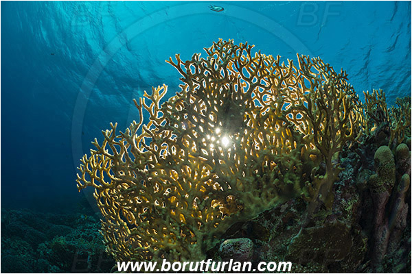 Marsa Shagra, Marsa Alam, Egypt, Red sea, Millepora dichotoma, Millepora, Milleporidae, Hydrozoa, Cnidaria, Cnidarian, Net fire coral, Fire coral, Reef, Backlight, Backlit, Diver