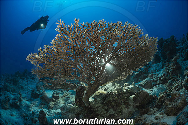 Marsa Shagra, Marsa Alam, Egypt, Red sea, Acropora hyacinthus, Acropora, Acroporidae, Anthozoa, Cnidaria, Cnidarian, Acropora hard coral, Coral, Reef, Backlight, Backlit, Diver