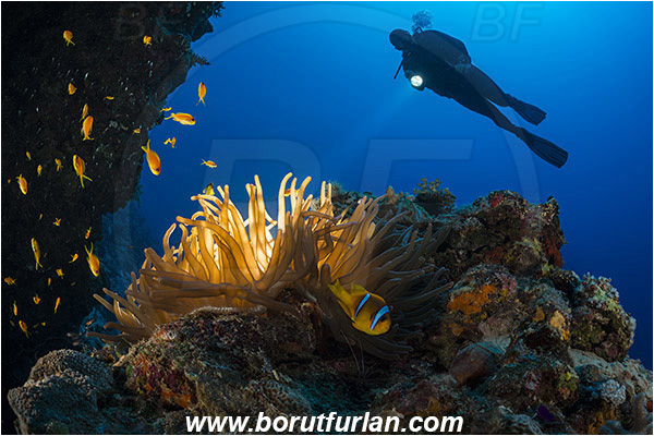 Marsa Shagra, Marsa Alam, Egypt, Red sea, Heteractis magnifica, Heteractis, Stichodactylidae, Magnificent Sea Anemone, Anemone, Anthozoa, Cnidaria, Cnidarian, Reef, Amphiprion bicinctus, Amphiprion, Pomacentridae, Red Sea Anemonefish, Anemonefish, Red sea Clownfish, Clownfish, Fish, Reef, Backlight, Backlit, Diver, Overhang