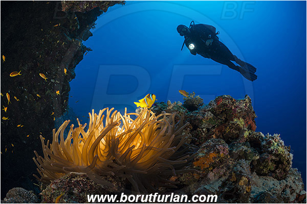 Marsa Shagra, Marsa Alam, Egypt, Red sea, Heteractis magnifica, Heteractis, Stichodactylidae, Magnificent Sea Anemone, Anemone, Anthozoa, Cnidaria, Cnidarian, Reef, Amphiprion bicinctus, Amphiprion, Pomacentridae, Red Sea Anemonefish, Anemonefish, Red sea Clownfish, Clownfish, Fish, Reef, Backlight, Backlit, Diver, Overhang