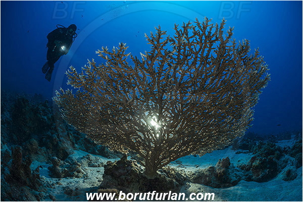 Marsa Shagra, Marsa Alam, Egypt, Red sea, Acropora hyacinthus, Acropora, Acroporidae, Anthozoa, Cnidaria, Cnidarian, Acropora hard coral, Coral, Reef, Backlight, Backlit, Diver