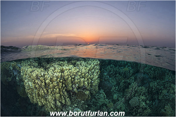 Marsa Alam, Marsa Shagra, Egypt, Red sea, Stone coral, Coral, Cnidaria, Cnidarian, Reef, Split-shot, Over-under, Sunrise