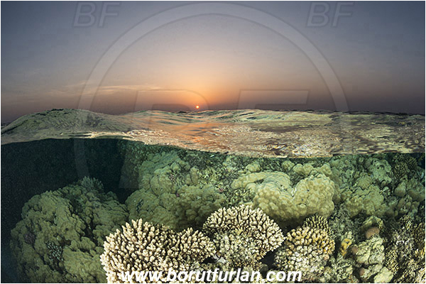 Marsa Alam, Marsa Shagra, Egypt, Red sea, Stone coral, Coral, Cnidaria, Cnidarian, Reef, Split-shot, Over-under, Sunrise