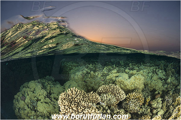 Marsa Alam, Marsa Shagra, Egypt, Red sea, Stone coral, Coral, Cnidaria, Cnidarian, Reef, Split-shot, Over-under, Wave