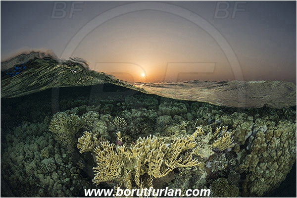 Marsa Alam, Marsa Shagra, Egypt, Red sea, Stone coral, Coral, Cnidaria, Cnidarian, Reef, Split-shot, Over-under, Wave