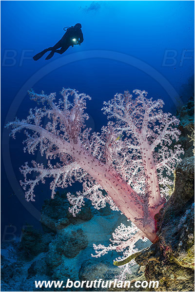Marsa Shagra, Marsa Alam, Egypt, Red sea, Dendronephthya sp., Dendronephthya, Nephtheidae, Soft coral, Coral, Anthozoa, Cnidaria, Cnidarian, Reef, Backlight, Backlit, Diver