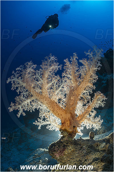 Marsa Shagra, Marsa Alam, Egypt, Red sea, Dendronephthya sp., Dendronephthya, Nephtheidae, Soft coral, Coral, Anthozoa, Cnidaria, Cnidarian, Reef, Backlight, Backlit, Diver