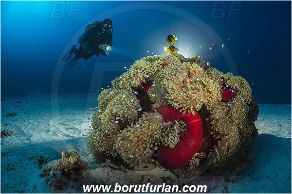 Marsa Shagra, Marsa Alam, Egypt, Red sea, Heteractis magnifica, Heteractis, Stichodactylidae, Magnificent Sea Anemone, Anemone, Anthozoa, Cnidaria, Cnidarian, Reef, Amphiprion bicinctus, Amphiprion, Pomacentridae, Red Sea Anemonefish, Anemonefish, Red sea Clownfish, Clownfish, Fish, Fish school, Reef, Backlight, Backlit, Diver