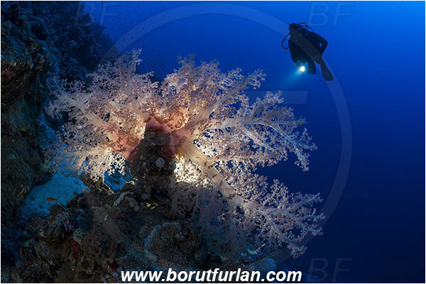 Marsa Shagra, Marsa Alam, Egypt, Red sea, Dendronephthya sp., Dendronephthya, Nephtheidae, Soft coral, Coral, Anthozoa, Cnidaria, Cnidarian, Reef, Backlight, Backlit, Diver
