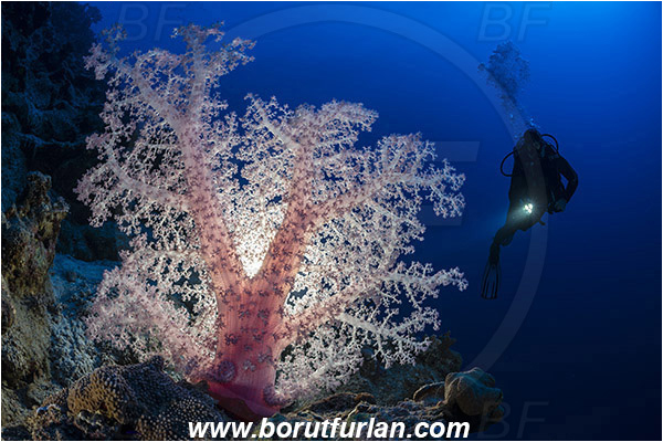 Marsa Shagra, Marsa Alam, Egypt, Red sea, Dendronephthya sp., Dendronephthya, Nephtheidae, Soft coral, Coral, Anthozoa, Cnidaria, Cnidarian, Reef, Backlight, Backlit, Diver