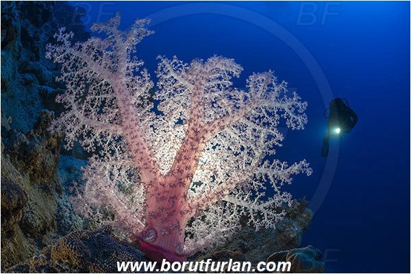 Marsa Shagra, Marsa Alam, Egypt, Red sea, Dendronephthya sp., Dendronephthya, Nephtheidae, Soft coral, Coral, Anthozoa, Cnidaria, Cnidarian, Reef, Backlight, Backlit, Diver
