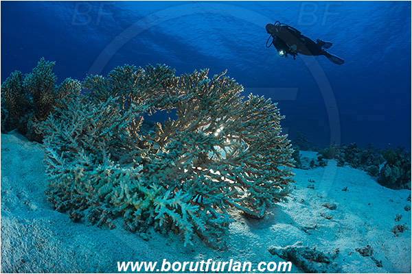 Marsa Shagra, Marsa Alam, Egypt, Red sea, Acropora hyacinthus, Acropora, Acroporidae, Anthozoa, Cnidaria, Cnidarian, Acropora hard coral, Coral, Reef, Backlight, Backlit, Diver