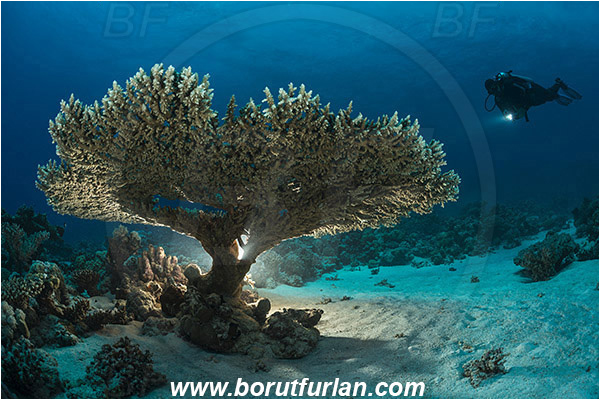 Marsa Shagra, Marsa Alam, Egypt, Red sea, Acropora hyacinthus, Acropora, Acroporidae, Anthozoa, Cnidaria, Cnidarian, Acropora hard coral, Coral, Reef, Backlight, Backlit, Diver