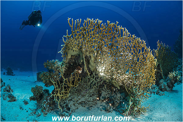 Marsa Shagra, Marsa Alam, Egypt, Red sea, Millepora dichotoma, Millepora, Milleporidae, Hydrozoa, Cnidaria, Cnidarian, Net fire coral, Fire coral, Reef, Backlight, Backlit, Diver