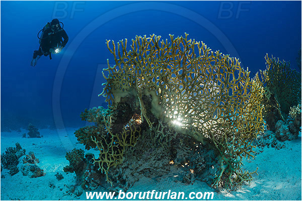Marsa Shagra, Marsa Alam, Egypt, Red sea, Millepora dichotoma, Millepora, Milleporidae, Hydrozoa, Cnidaria, Cnidarian, Net fire coral, Fire coral, Reef, Backlight, Backlit, Diver
