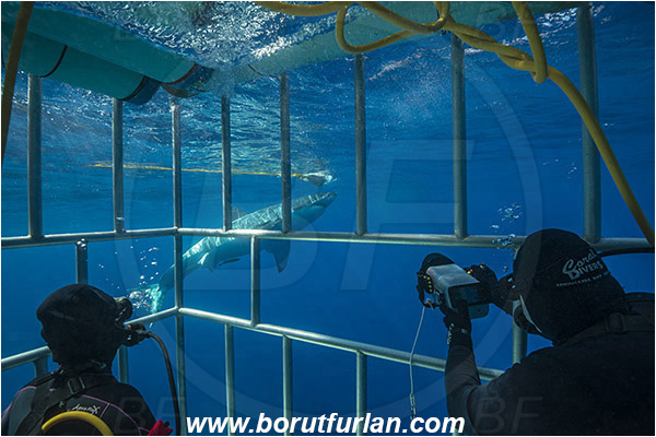 Isla Guadalupe, Baja California, Mexico, Pacific ocean, Carcharodon carcharias, Carcharodon, Lamnidae, Elasmobranchii, Great White Shark, Shark, Fish, Shark cage, Diver, Underwater videographer