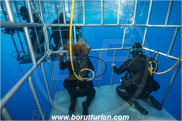Isla Guadalupe, Baja California, Mexico, Pacific ocean, Shark cage, Diver