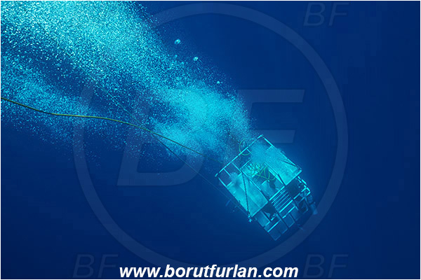 Isla Guadalupe, Baja California, Mexico, Pacific ocean, Shark cage