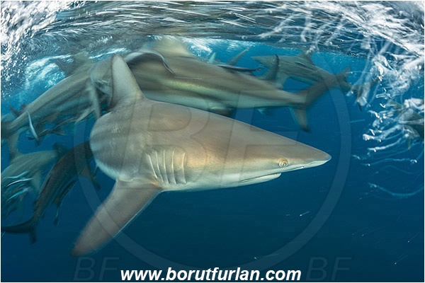 Aliwal shoal, Umkomaas, South Africa, Indian ocean, Carcharhinus limbatus, Carcharhinus, Carcharhinidae, Elasmobranchii, Oceanic blacktip shark, Shark, Fish, Shark school, Surface, Long exposure
